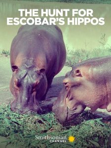 Les hippopotames d’escobar